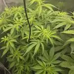 2nd dream! Living soil!