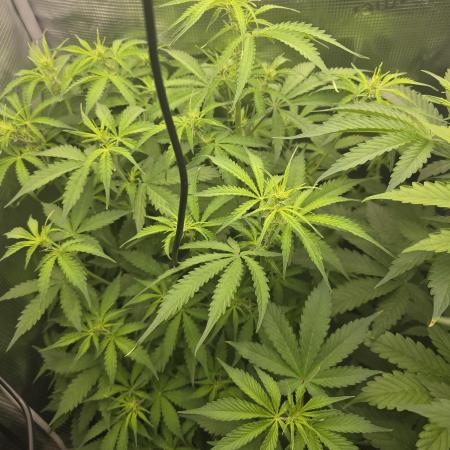 2nd dream! Living soil!