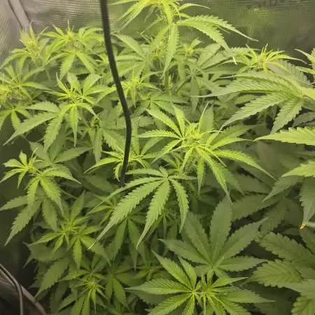 2nd dream! Living soil!