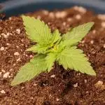 First Time Indoor