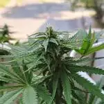 First Grow