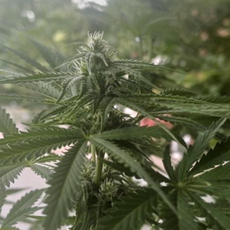 First Grow