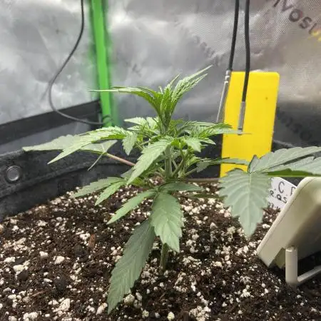 1st auto flower