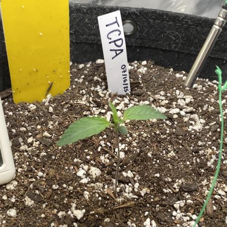 1st auto flower