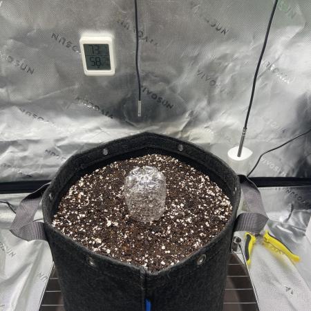 1st auto flower