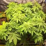 Primer Cultivo Black Muffin F1