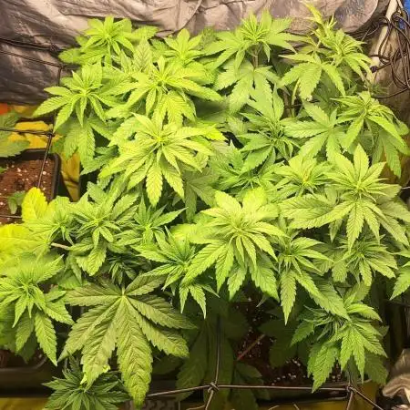 Primer Cultivo Black Muffin F1