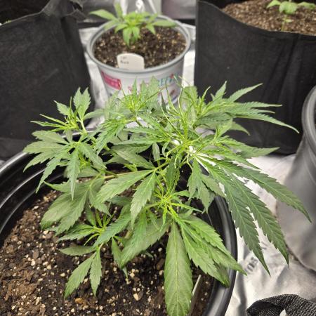 First indoor grow tent ⛺️