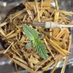Strawberry Gorilla Auto