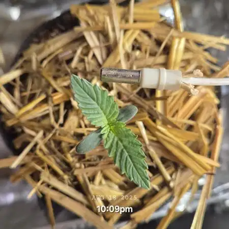 Strawberry Gorilla Auto