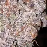 Solfire Gardens - Miami Mami