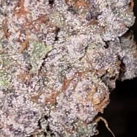 Solfire Gardens - Miami Mami