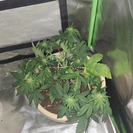 Tropicana Cookies 🍪