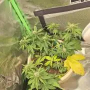 Tropicana Cookies 🍪