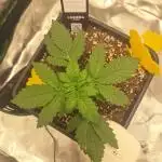 Banana Purple Punch Auto #Test1