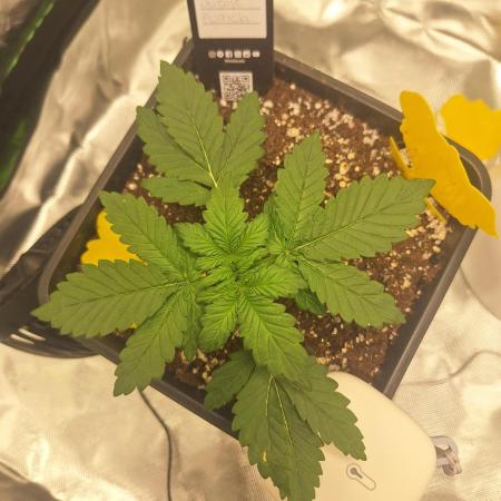 Banana Purple Punch Auto #Test1