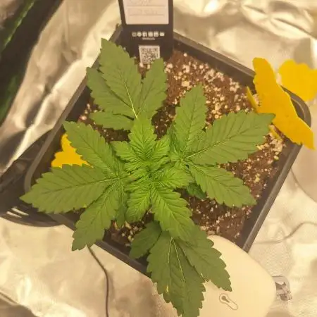 Banana Purple Punch Auto #Test1