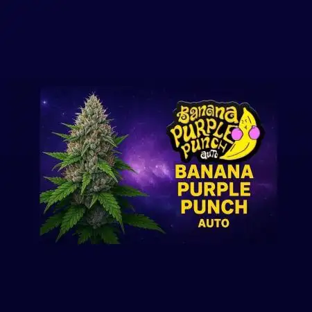 Banana Purple Punch Auto #Test1