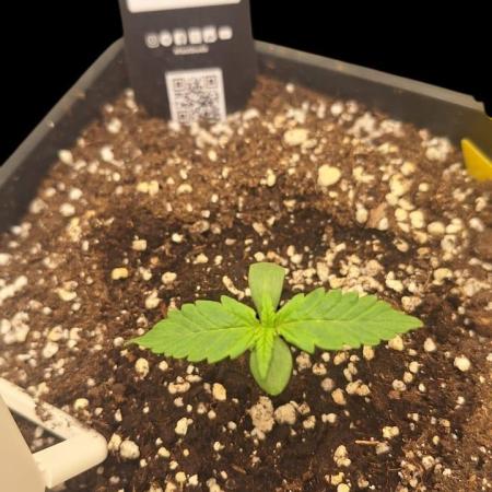 Banana Purple Punch Auto #Test1