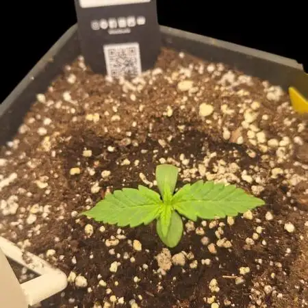 Banana Purple Punch Auto #Test1