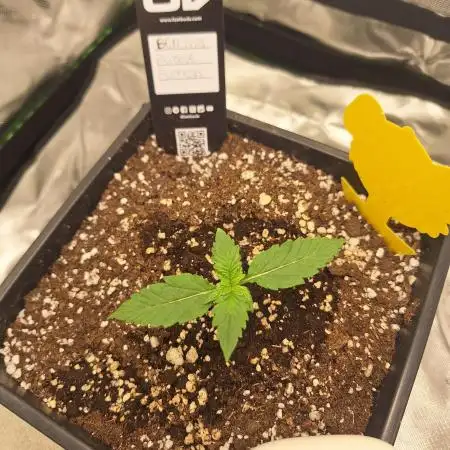 Banana Purple Punch Auto #Test1