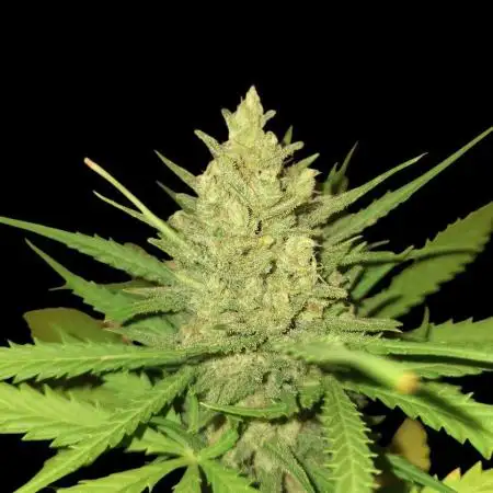 Orange Sherbet/Gorilla Cookies/BDevilXl
