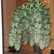 Nicole Kush #photo