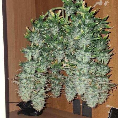 Nicole Kush #photo