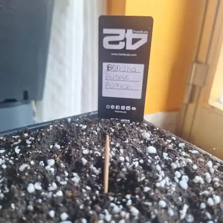 #STRESS-TEST: Banana Purple Punch Auto