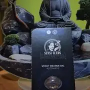 SENSISEED (auto) EXPERIMENT 12/12