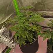 LEMON CHERRY GELATO 🍦