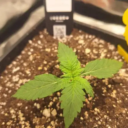 Banana Purple Punch Auto #Test1