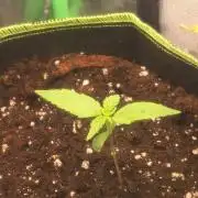 SENSISEED (auto) EXPERIMENT 12/12