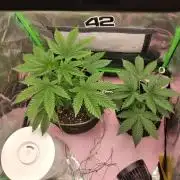 LEMON CHERRY GELATO 🍦