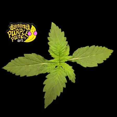 Banana Purple Punch Auto #Test1