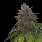 Banana Purple Punch Auto #Test1