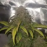 Lemon Cherry Cookies 🍒 #2