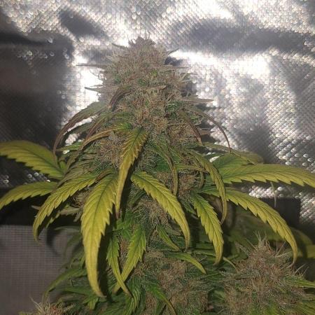 Lemon Cherry Cookies 🍒 #2