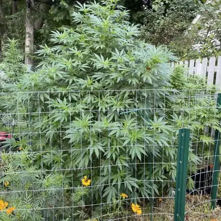 Ohio outdoor patch