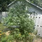 Ohio outdoor patch