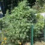 Ohio outdoor patch