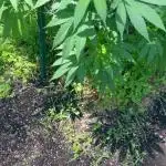 Ohio outdoor patch