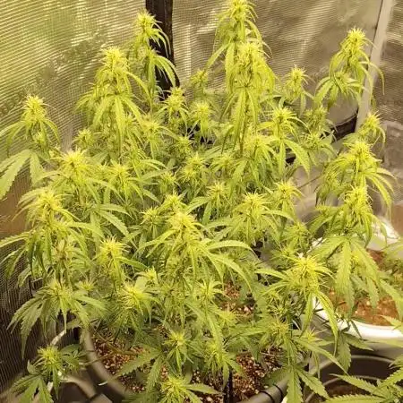 Purple Gurilla auto