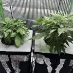 Autos in hydroponic