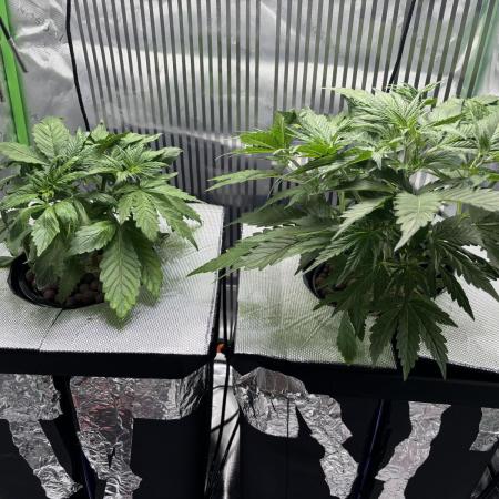 Autos in hydroponic
