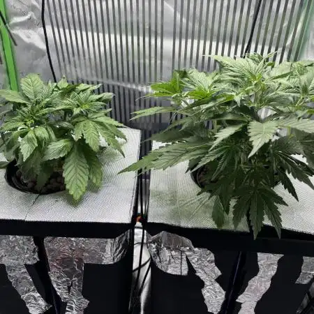 Autos in hydroponic