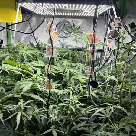 Autos in hydroponic