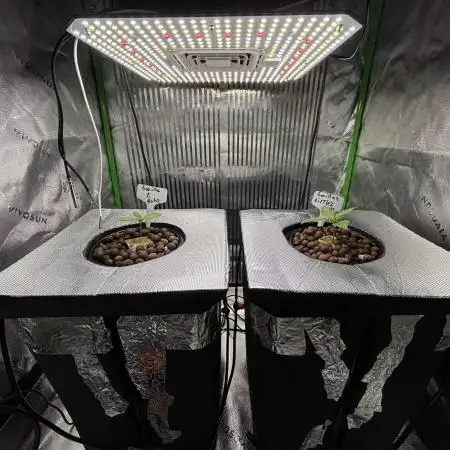 Autos in hydroponic