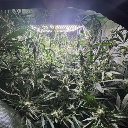 Autos in hydroponic