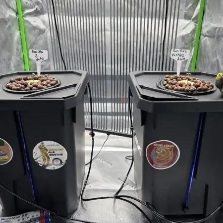 Autos in hydroponic